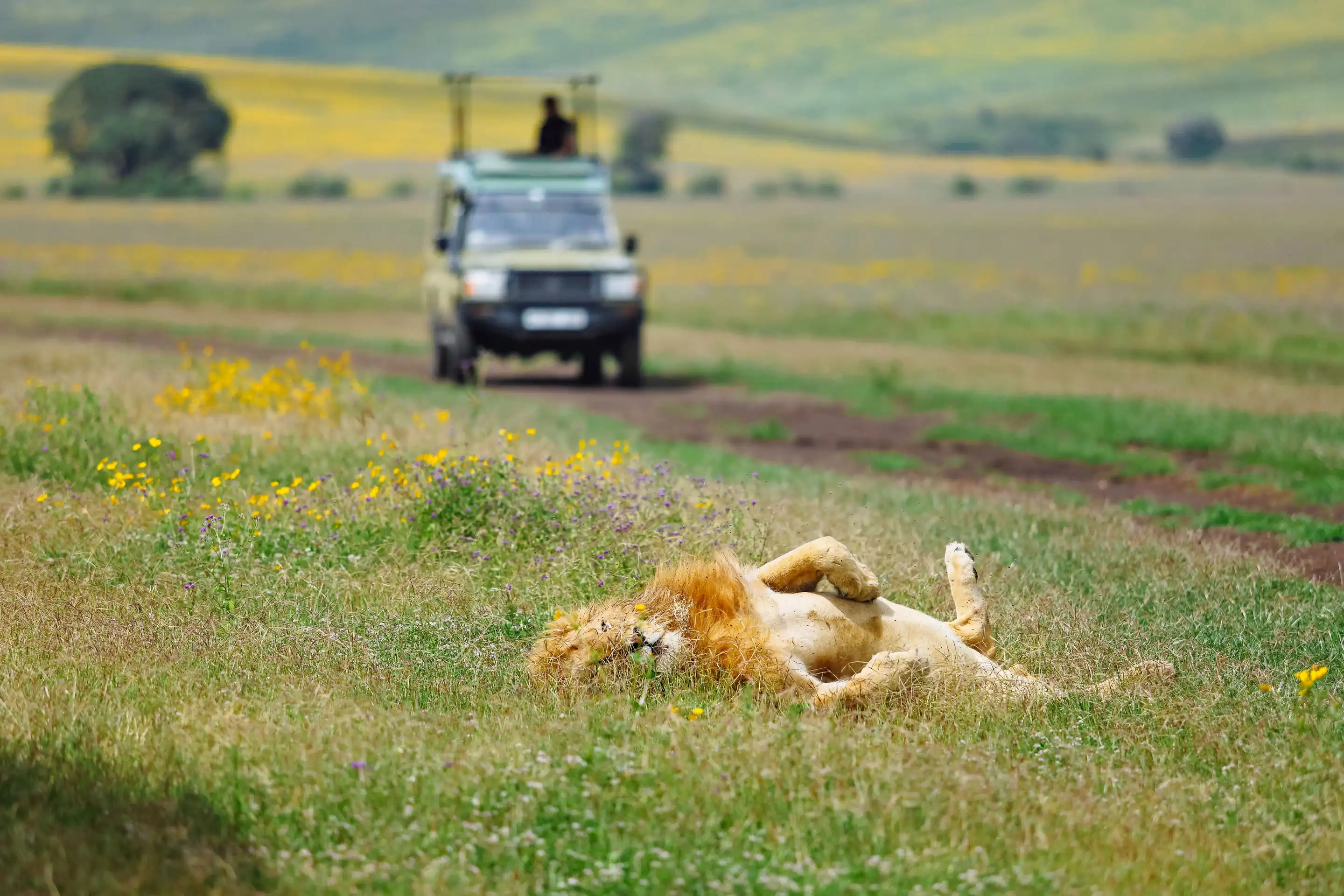 Ngorongoro Crater landscape